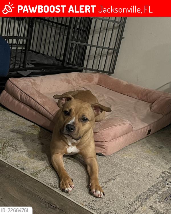 Lost Female Dog last seen Chafee road , Jacksonville, FL 32220