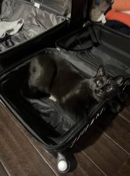 Lost Male Cat last seen Near springview dr rochester michigan 48307, Rochester, MI 48307