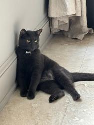 Lost Male Cat last seen The grove, Windermere, FL 34786