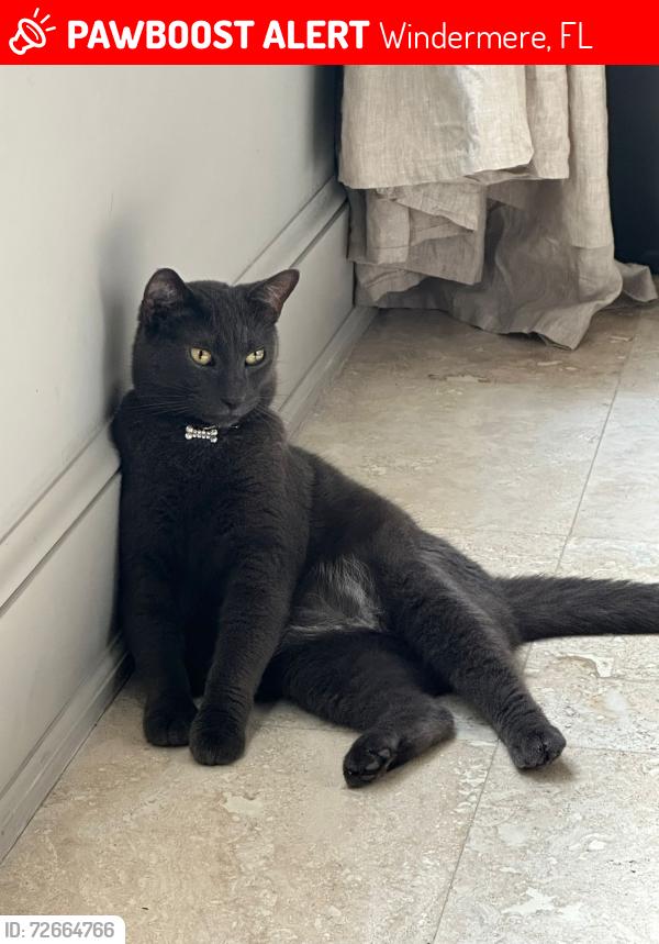 Lost Male Cat last seen The grove, Windermere, FL 34786