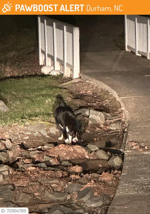 Found/Stray Unknown Dog last seen Atrás d ella cruz roja de Durham , Durham, NC 27707