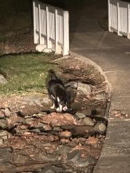 Found/Stray Unknown Dog last seen Atrás d ella cruz roja de Durham , Durham, NC 27707