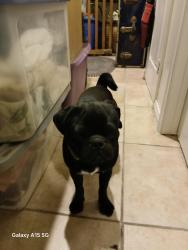 Found/Stray Male Dog last seen Palm Dr Desert Hot  Springs , Desert Hot Springs, CA 92240