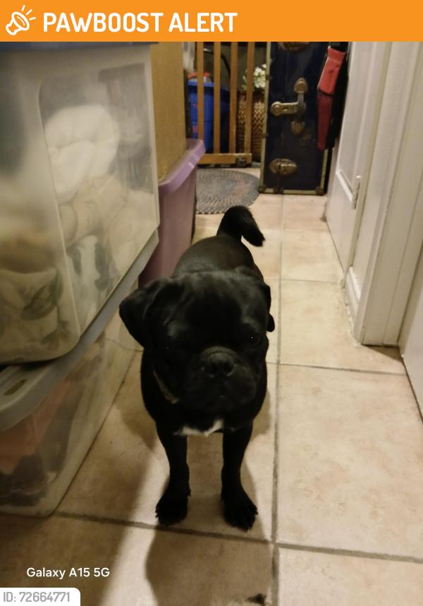Found/Stray Male Dog last seen Palm Dr Desert Hot  Springs , Desert Hot Springs, CA 92240