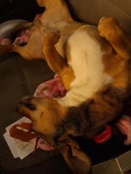 Lost Male Dog last seen Comedy club , Greenville, SC 29601