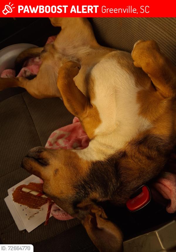 Lost Male Dog last seen Comedy club , Greenville, SC 29601
