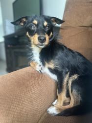 Lost Male Dog last seen Simmons por el complejo Simmons trace , Kissimmee, FL 34744