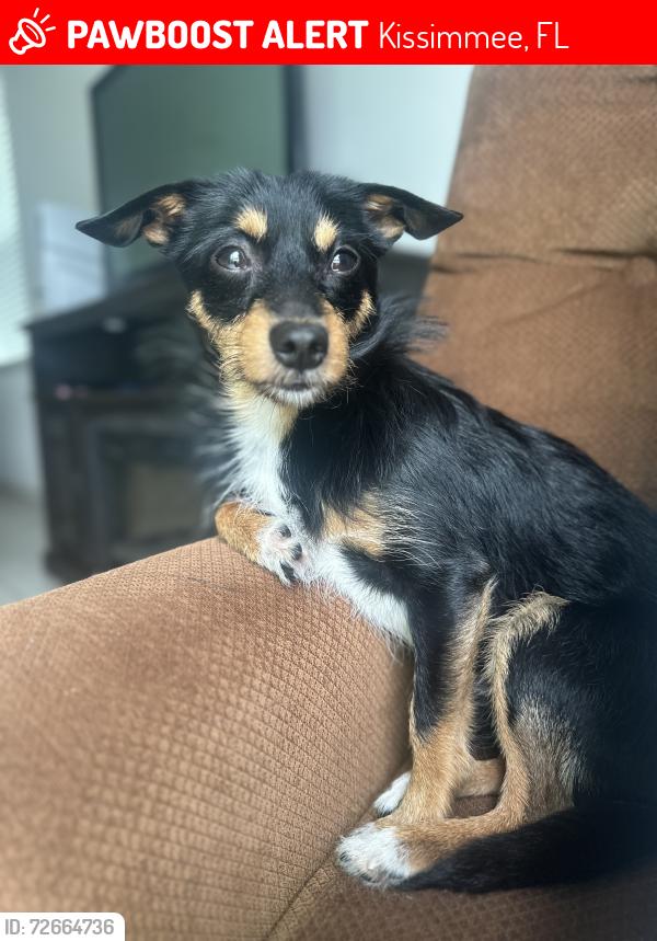 Lost Male Dog last seen Simmons por el complejo Simmons trace , Kissimmee, FL 34744