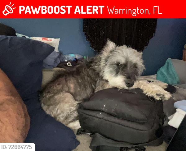 Lost Male Dog last seen Gulf beach highway, Warrington, FL 32507