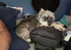 Lost Male Dog last seen Gulf beach highway, Warrington, FL 32507