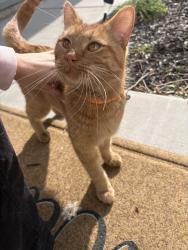 Lost Male Cat last seen West valley , Salt Lake City, UT 84119