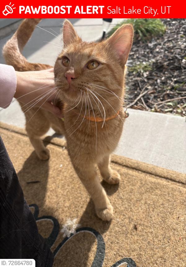Lost Male Cat last seen West valley , Salt Lake City, UT 84119