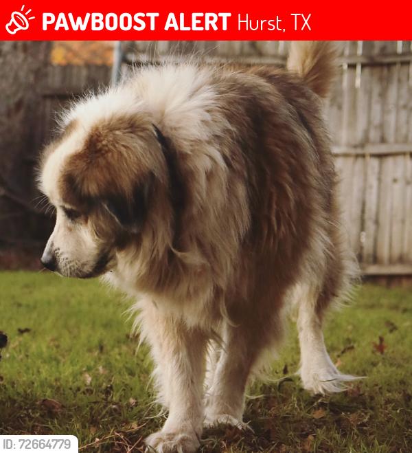 Lost Male Dog last seen Hurstview Dr and tumbleweed dr, Hurst, TX 76054