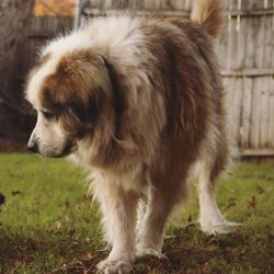 Lost Male Dog last seen Hurstview Dr and tumbleweed dr, Hurst, TX 76054