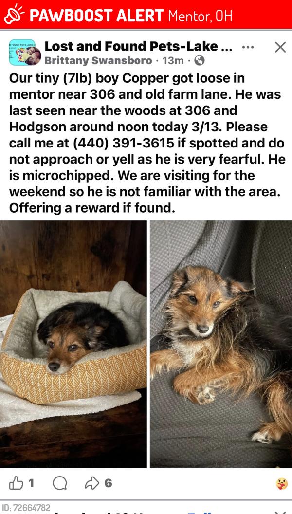 Lost Male Dog last seen near 306 and old farm lane, Mentor, OH 44060