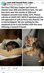 Lost Male Dog last seen near 306 and old farm lane, Mentor, OH 44060
