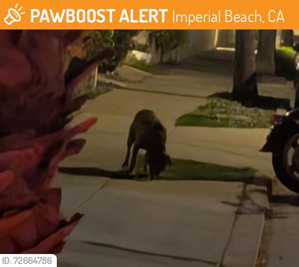 Found/Stray Unknown Dog last seen Palm and seacoast , Imperial Beach, CA 91932