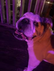 Found/Stray Female Dog last seen Wolf way and parkview, Pittsburgh, PA 15213