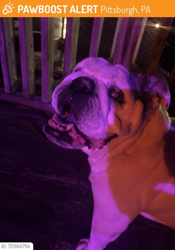 Found/Stray Female Dog last seen Wolf way and parkview, Pittsburgh, PA 15213