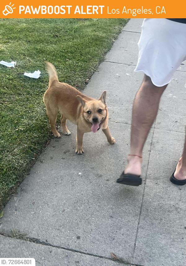 Found/Stray Female Dog last seen Near St and avalon, Los Angeles, CA 90002