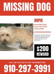 Lost Female Dog last seen Thomson, GA, Thomson, GA 30824