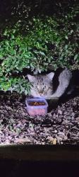 Found/Stray Unknown Cat last seen Willowest apmts, Atlanta, GA 30339
