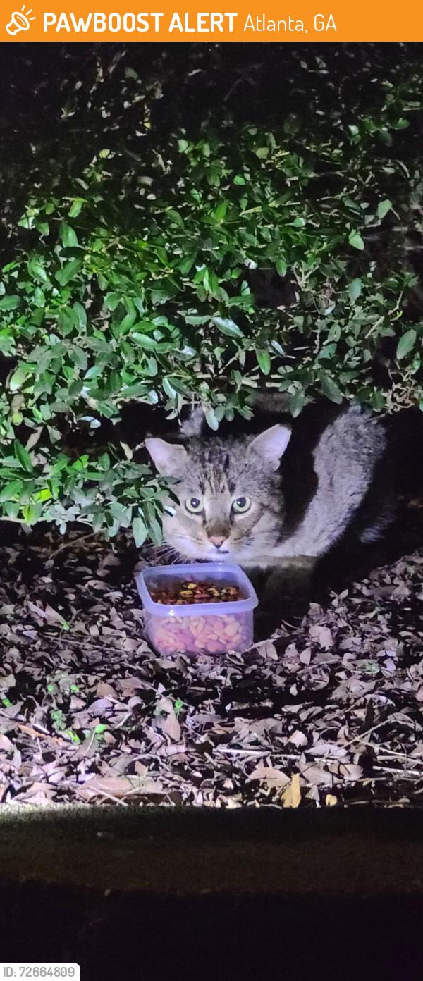 Found/Stray Unknown Cat last seen Willowest apmts, Atlanta, GA 30339