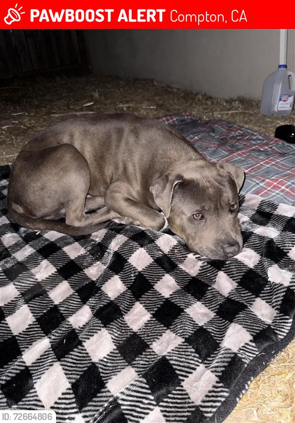 Lost Male Dog last seen central and e 148th , Compton, CA 90220