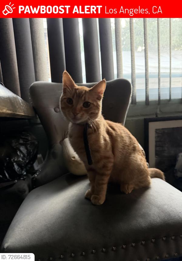 Lost Male Cat last seen Near Belhaven ave, Los Angeles, CA 90059