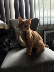 Lost Male Cat last seen Near Belhaven ave, Los Angeles, CA 90059