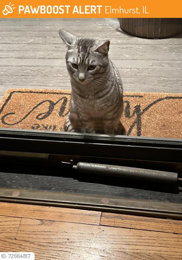 Found/Stray Unknown Cat last seen Near block of Elmhurst, Elmhurst, IL 60126
