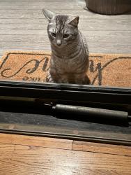 Found/Stray Unknown Cat last seen Near block of Elmhurst, Elmhurst, IL 60126