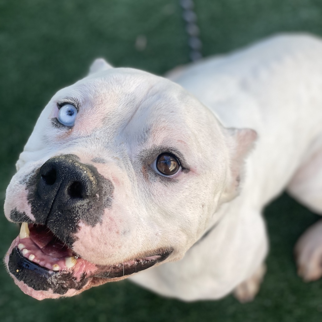 Shelter Stray Male Dog last seen , Los Angeles, CA 90018
