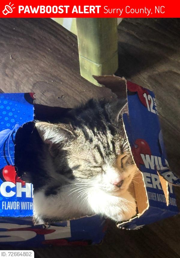 Lost Male Cat last seen Margaret drive, Surry County, NC 27030