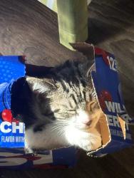 Lost Male Cat last seen Margaret drive, Surry County, NC 27030