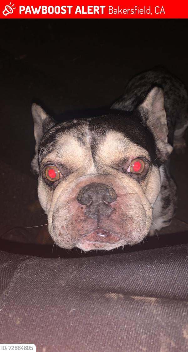 Lost Male Dog last seen 32nd street and Q st, Bakersfield, CA 93301
