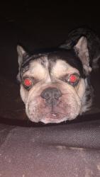 Lost Male Dog last seen 32nd street and Q st, Bakersfield, CA 93301