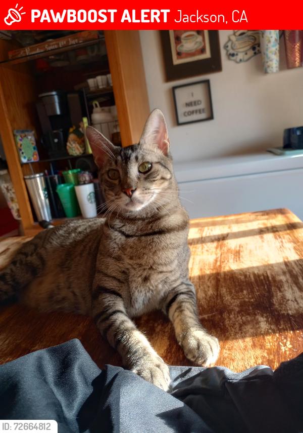 Lost Male Cat last seen Broadway/Clinton Rd , Jackson, CA 95642