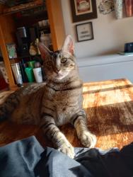 Lost Male Cat last seen Broadway/Clinton Rd , Jackson, CA 95642