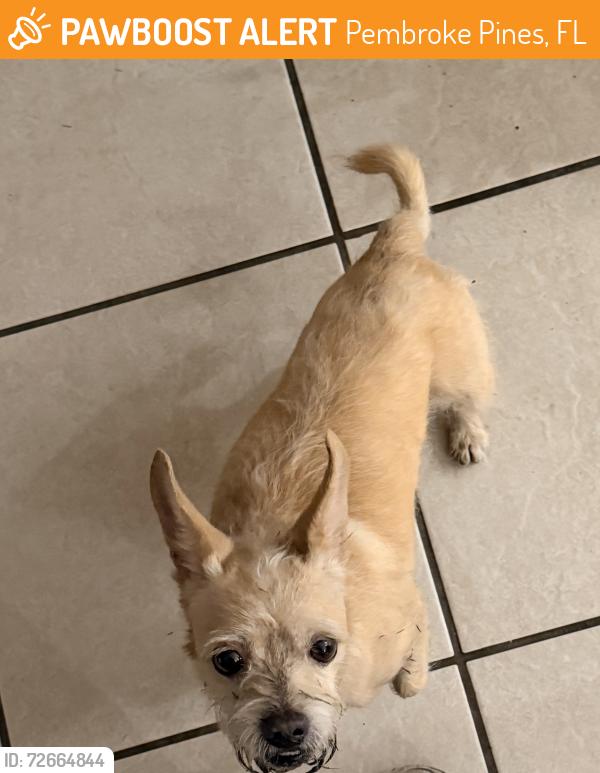 Found/Stray Male Dog last seen Near sw 10 ct, Pembroke Pines, Florida, 33023, Pembroke Pines, FL 33023