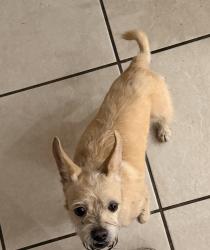 Found/Stray Male Dog last seen Near sw 10 ct, Pembroke Pines, Florida, 33023, Pembroke Pines, FL 33023