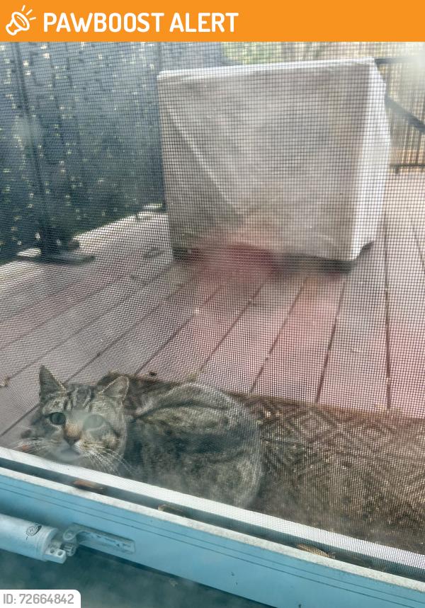 Found/Stray Unknown Cat last seen Manoa Rd and Karakung Dr, Haverford Township, PA 19096