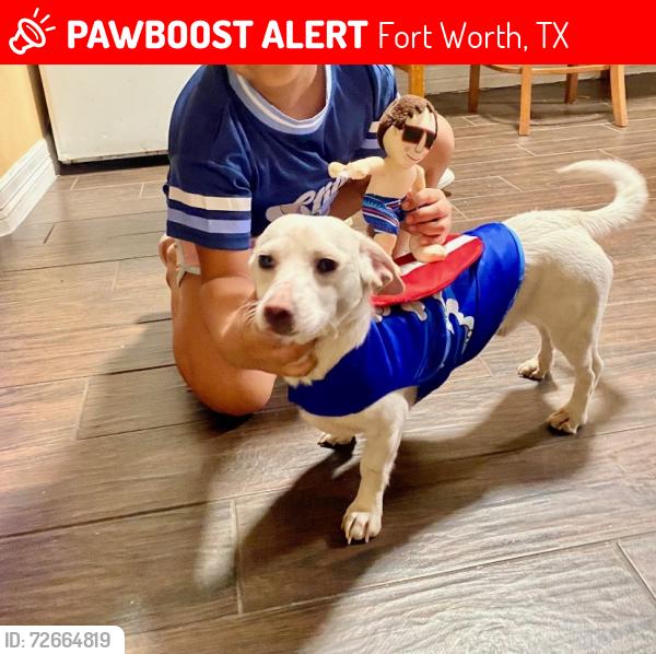 Lost Male Dog last seen Oakland you landcaster , Fort Worth, TX 76103
