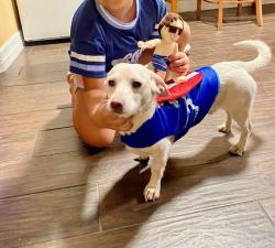Lost Male Dog last seen Oakland you landcaster , Fort Worth, TX 76103