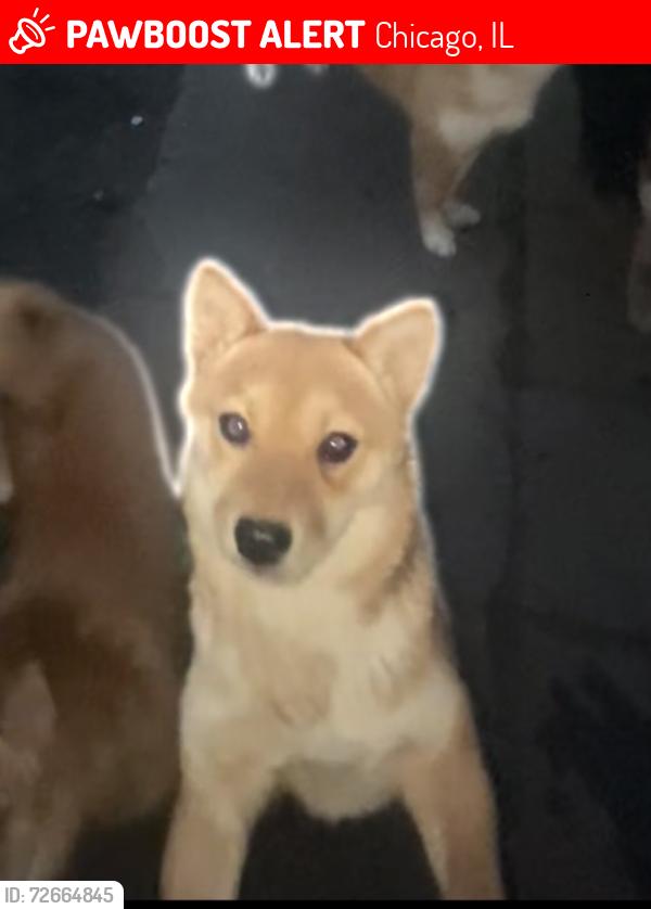Lost Female Dog last seen Wentworth & 109th pl, Chicago, IL 60628