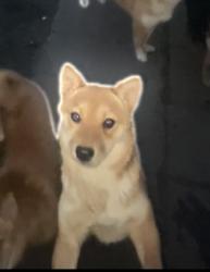 Lost Female Dog last seen Wentworth & 109th pl, Chicago, IL 60628