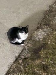 Found/Stray Unknown Cat last seen Broadway heights apmts , Des Moines, IA 50317