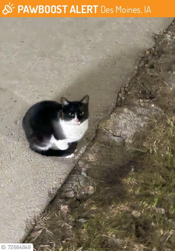 Found/Stray Unknown Cat last seen Broadway heights apmts , Des Moines, IA 50317