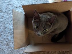 Lost Male Cat last seen G court, Tacoma, WA 98406