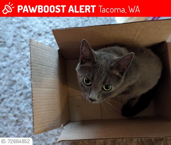 Lost Male Cat last seen G court, Tacoma, WA 98406